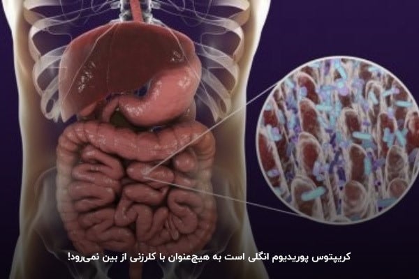 کریپتوس پوریدیوم انگلی است به هیچ عنوان با کلرزنی از بین نمیرود!